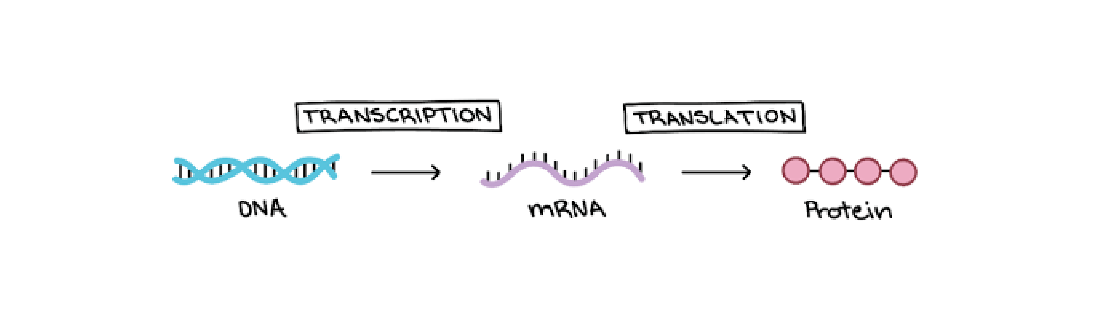 Illustration of the "Central Dogma of Biology," showing as a cartoon with arrows how DNA is transcribed into mRNA, which is then translated into proteins.  Image courtesy of [Khan Academy](https://www.khanacademy.org/science/high-school-biology/hs-molecular-genetics/hs-rna-and-protein-synthesis/a/intro-to-gene-expression-central-dogma).