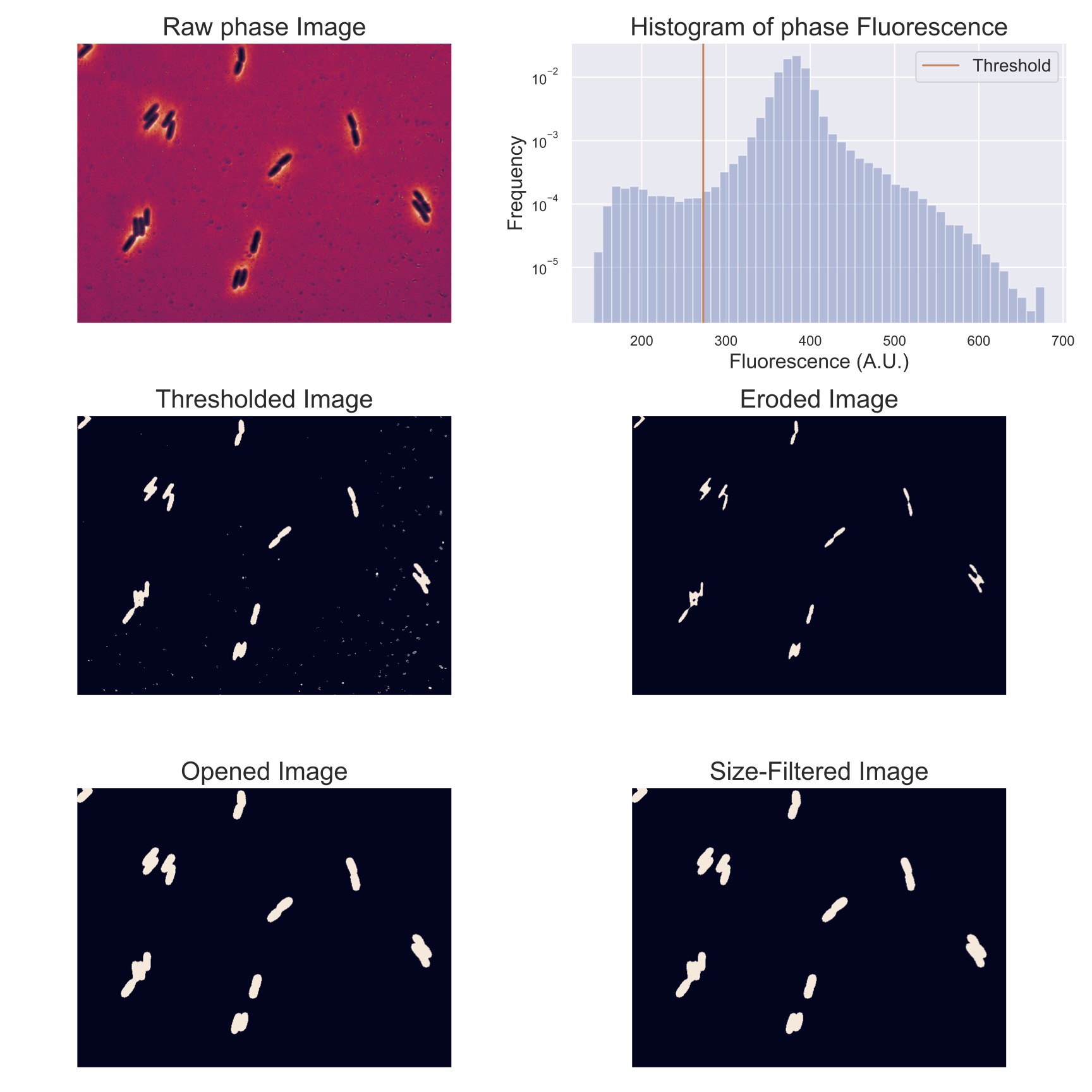 Example of simple image processing pipeline using a phase-contrast image.  The top left panel shows the raw image.  The top right panel shows the distribution of pixels in this image along with an automatically detected threshold.  The middle left panel shows the binary image resulting from applying the threshold to the raw image.  The middle right panel shows the result of applying an erosion operation and the bottom left panel shows the result of a subsequent dilation operation.  The bottom right panel filters the detected regions for size, removing those that are too small; in this case, none were removed.