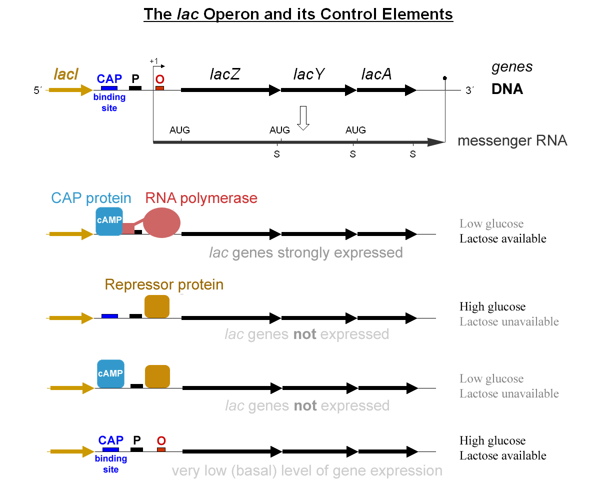 Diagram of the region of DNA in *E. coli* known as the *lac* operon.  The *lac* operon consists of a promoter binding site, a polymerase binding site, an inhibitor binding site, and three protein coding regions. When glucose is not available to the bacteria, but lactose is, then cAMP, the promoter protein facilitates the production of lactase.  When lactose is unavailable, then the repressor physically inhibits the ability of polymerase to create lactase, even when glucose is not present. Image courtesy of [Wikipedia](https://en.wikipedia.org/wiki/Lac_operon).